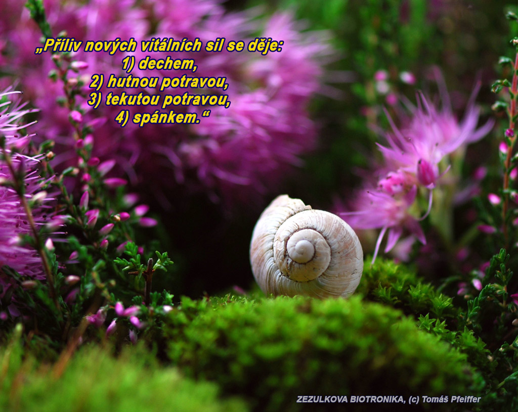 Příliv nových vitálních sil se děje: 1) dechem, 2) hutnou potravou, 3) tekutou potravou, 4) spánkem.