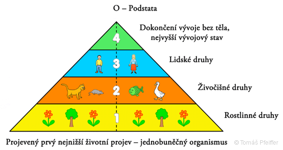 Obrázek č. 28 – Vývojový diagram života jako celku