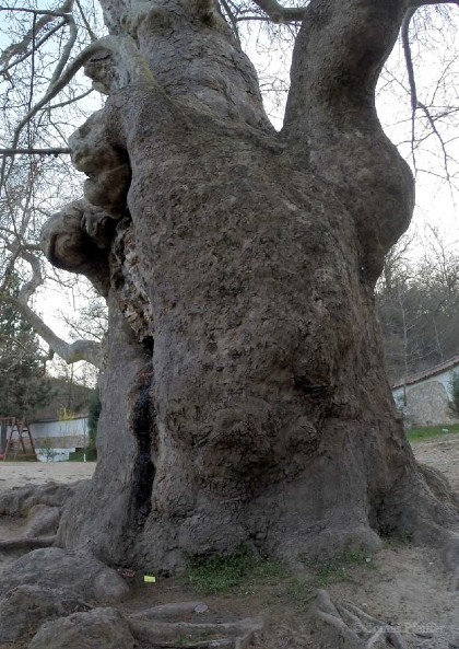 U tohoto památného stromu žila v&nbsp;chrámu duchovní učitelka Vangy