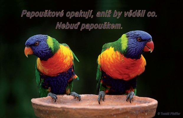 Papouškové opakují, aniž by věděli co. Nebuď papouškem.